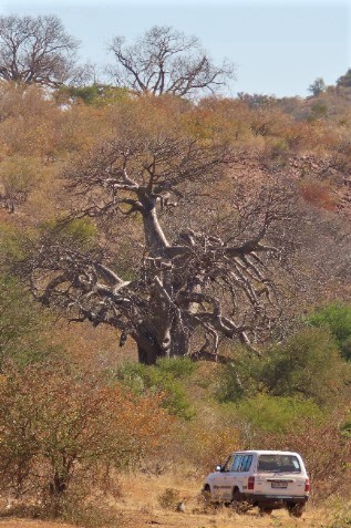baobab next to the trail