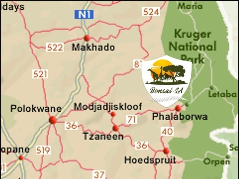 limpopo and mpumalanga