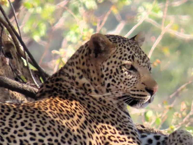 greater limpopo transfrontier park (pafuri)