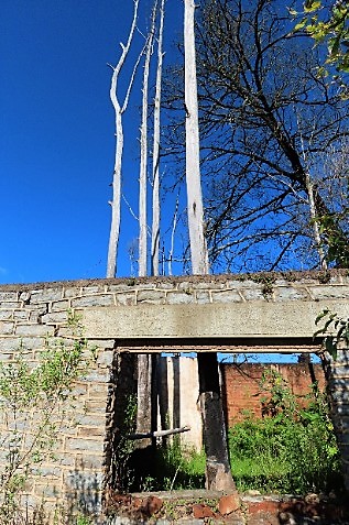 trees in ruins