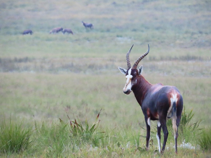 eswatini