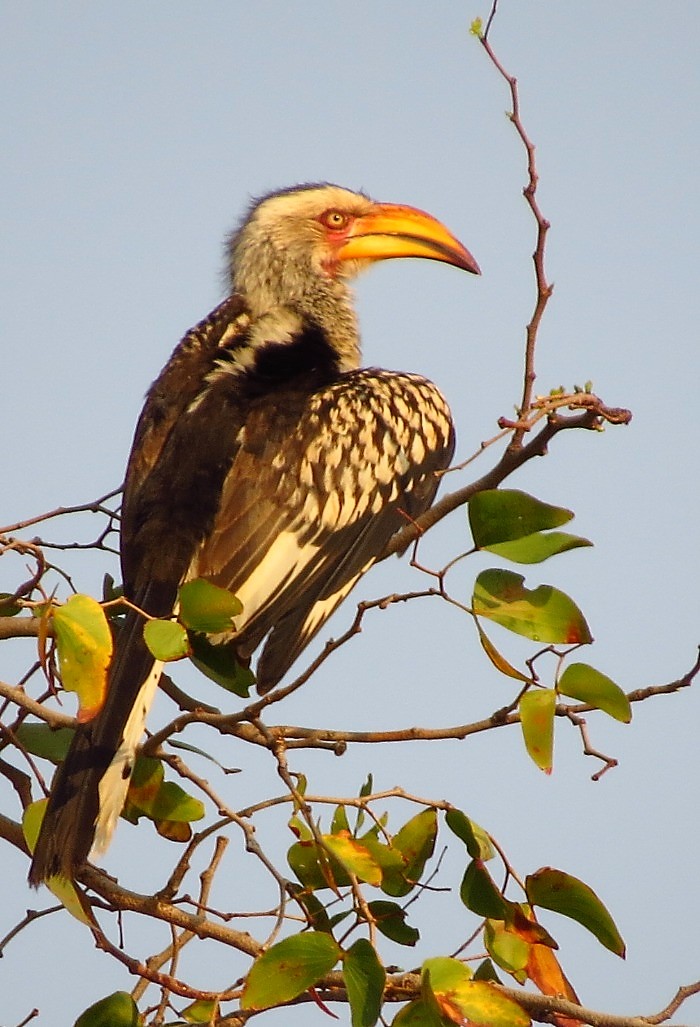 hornbill in tree